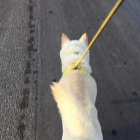 今日のコロの画像