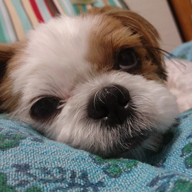 2017年七夕の願い事☆彡Part2の画像