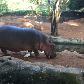 インド  Trivandrum Zooの画像