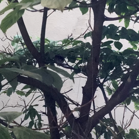 我が家に鳥がいらした番外編の画像