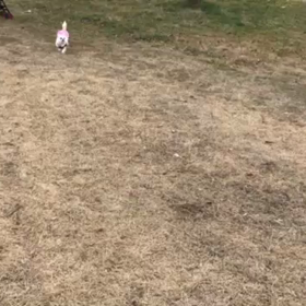 チワワのランちゃんの画像