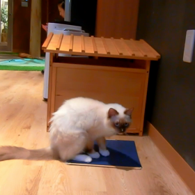 2017年11月13日　Coo＆Rikuの画像