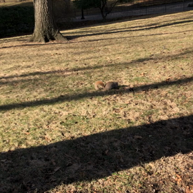 NYあの場所が野営病院に！の画像