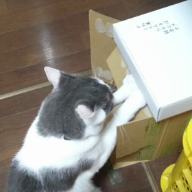 がんばれ!!あずきの画像