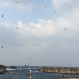 ウミネコ！の画像