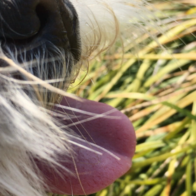 ぽかぽか散歩の画像