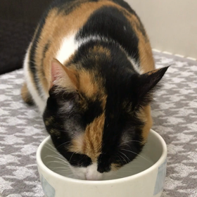 【動画】お風呂の蓋の上で水を飲むみけ。の画像