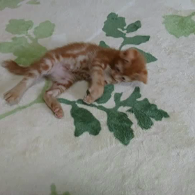 アンジュママ、避妊手術の画像