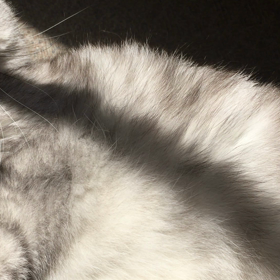 今日明日はお休みです。の画像