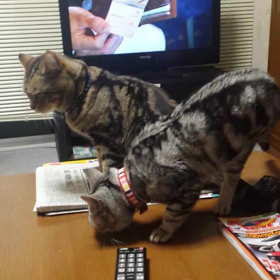 猫同士の愛情表現かなぁ♪の画像