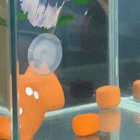 ベタの芸の画像