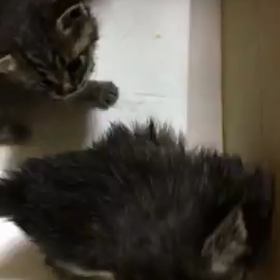 チビちゃん達もスクスクの画像