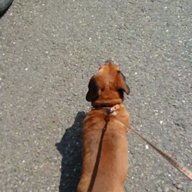 白い線を歩くうちのわんこの画像