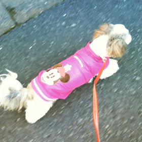 【ワンコ】年末パトロールの画像