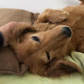 まったりゆずさん　＆　保護団体の画像