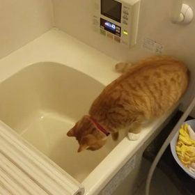 【わが家のにゃんこ】（ジャックお風呂動画）の画像