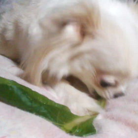 野菜好き⭐の画像