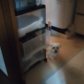 チョコ、警備中！の画像