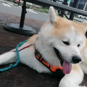 曇っていますが、蒸し暑い朝。それでも散歩始めの未来丸も飼い主もヤル気満々‼️でも直ぐ始めるイヤの画像