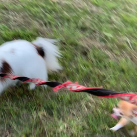 8月25日16わんこと1時間遠足  代々木公園の画像