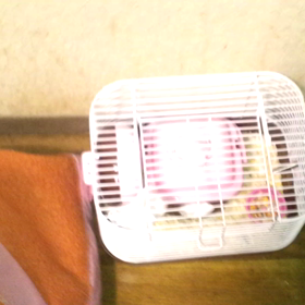 けんすいしてるすずちゃんですの画像