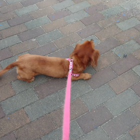 クッキーの画像