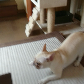 風花の舞 〜フレブルと〜の画像