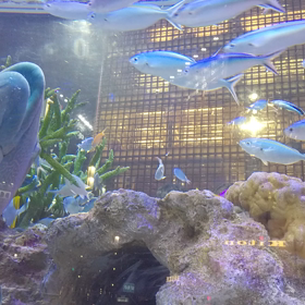 銀座ランチの画像