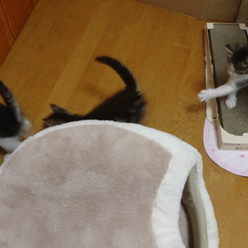 三匹って楽しいの画像