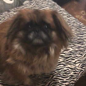 おはよーの画像