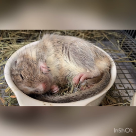 デグーちゃんおやすみ中☺️の画像