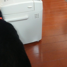 ホームベーカリーと猫の攻防の画像