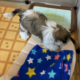 ギャングだな〜の画像