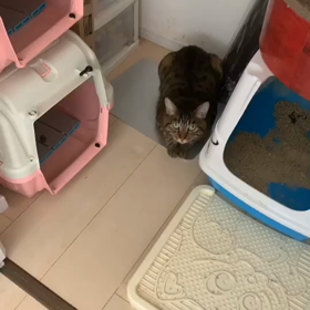 るんたん病院へ行くの画像