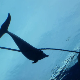 ☆涼動画①～水族館☆の画像