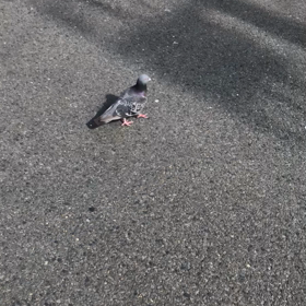きょうの鳩友／動画の画像