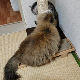 ナナシュシュ劇場　その２の画像