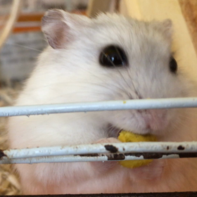 ハムスターの画像