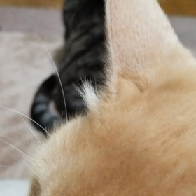 猫(モップとアンミツ)の画像