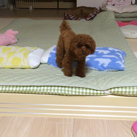 一発芸 ひなちゃん♪の画像