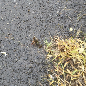 ザリガニ？の威嚇…かな？の画像