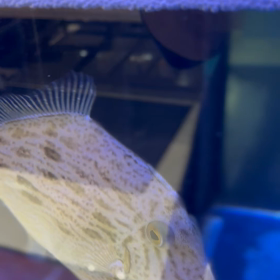 シュンとしているの画像