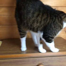 にゃんき〜の大好物の画像