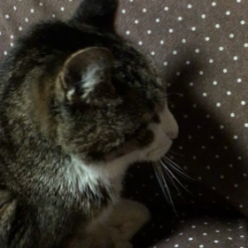 今日のうち猫の画像