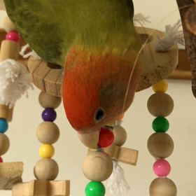 マヤのつどいin LIVE配信の画像