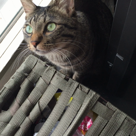 お留守番3日目の朝の画像