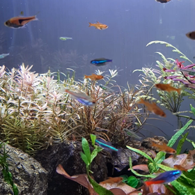 ﾛﾀﾗの気泡の画像