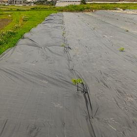 いちじく畑の画像