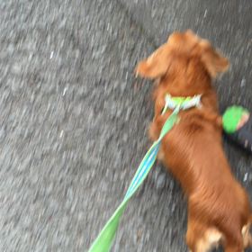 元気に歩ける❣️の画像