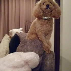 【にはつい、がっついてしまいました】の画像